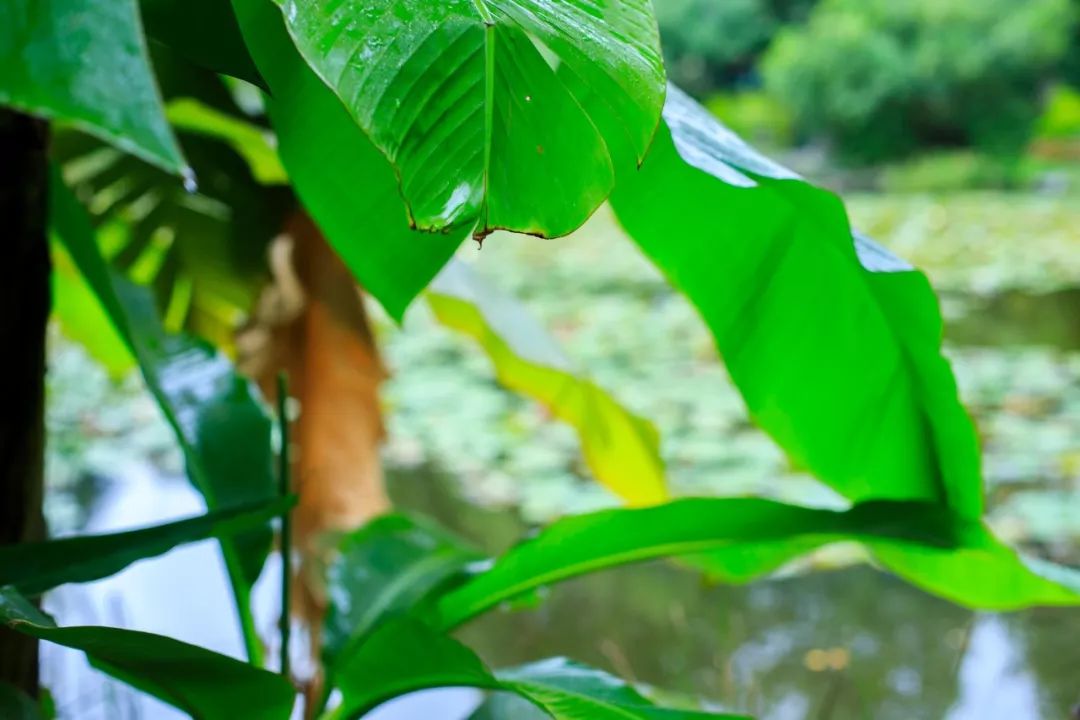 生命力顽强的植物诗句（描写植物的句子摘抄大全）