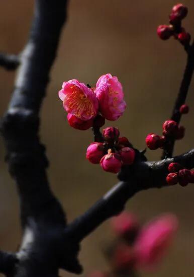 待到山花烂漫时全诗（详解爱情中待到山花烂漫时的寓意）