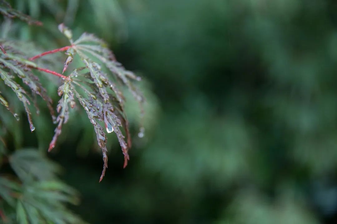 有关雨的诗句及情感（诗中含有雨的诗句）