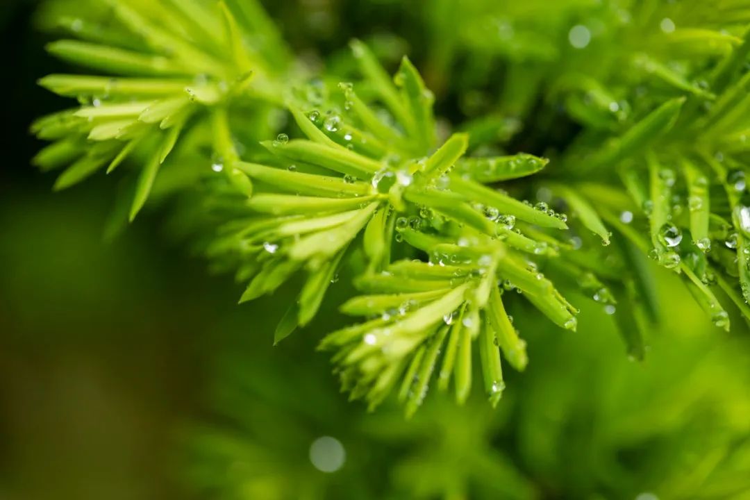 有关雨的诗句及情感（诗中含有雨的诗句）