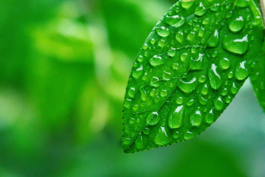 有关雨的诗句及情感（诗中含有雨的诗句）