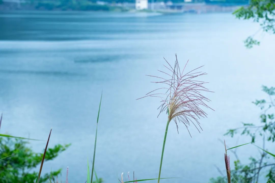 有关雨的诗句及情感（诗中含有雨的诗句）