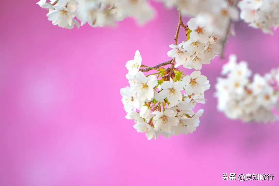 樱花经典诗句（古人写樱花的古诗）