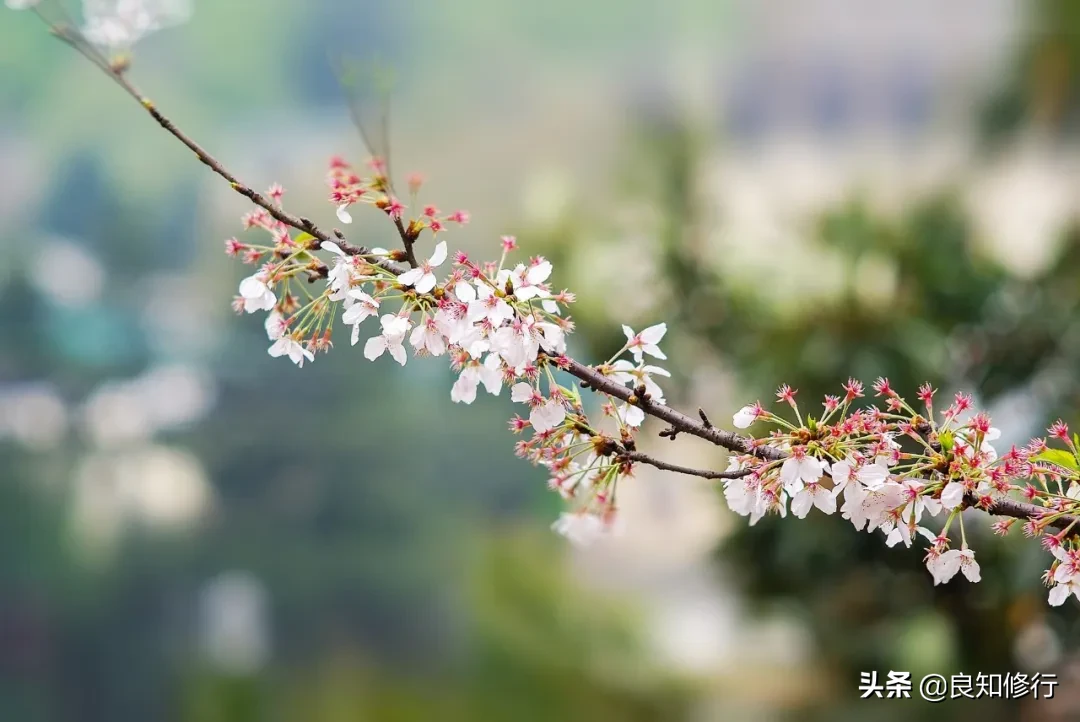 樱花经典诗句（古人写樱花的古诗）