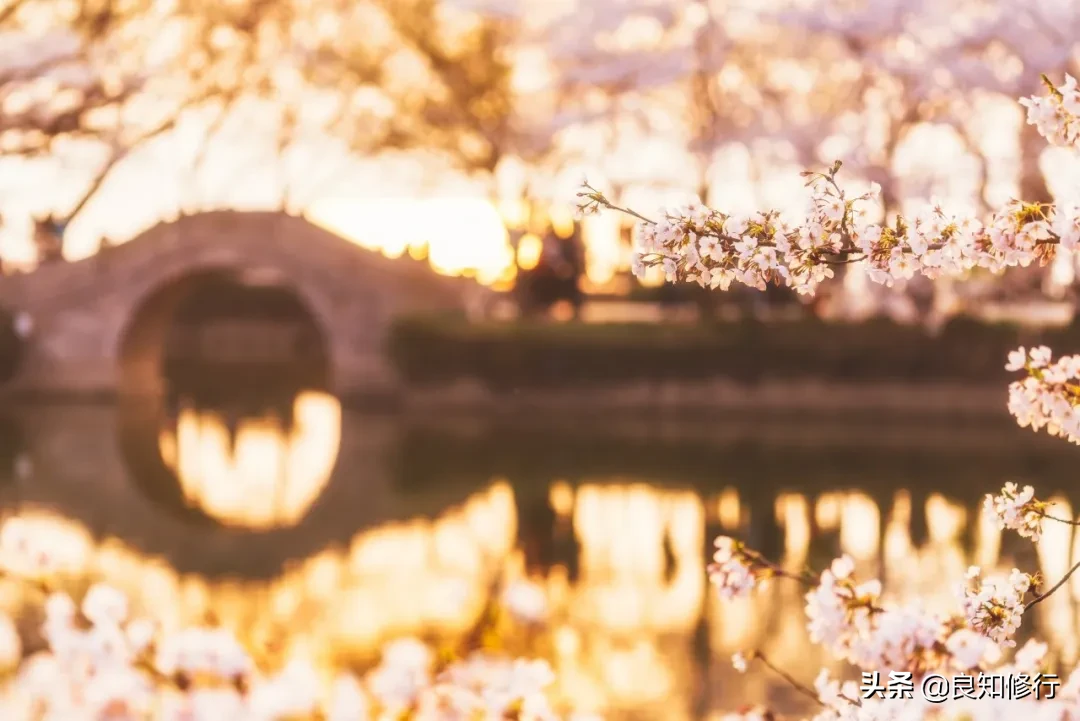 樱花经典诗句（古人写樱花的古诗）