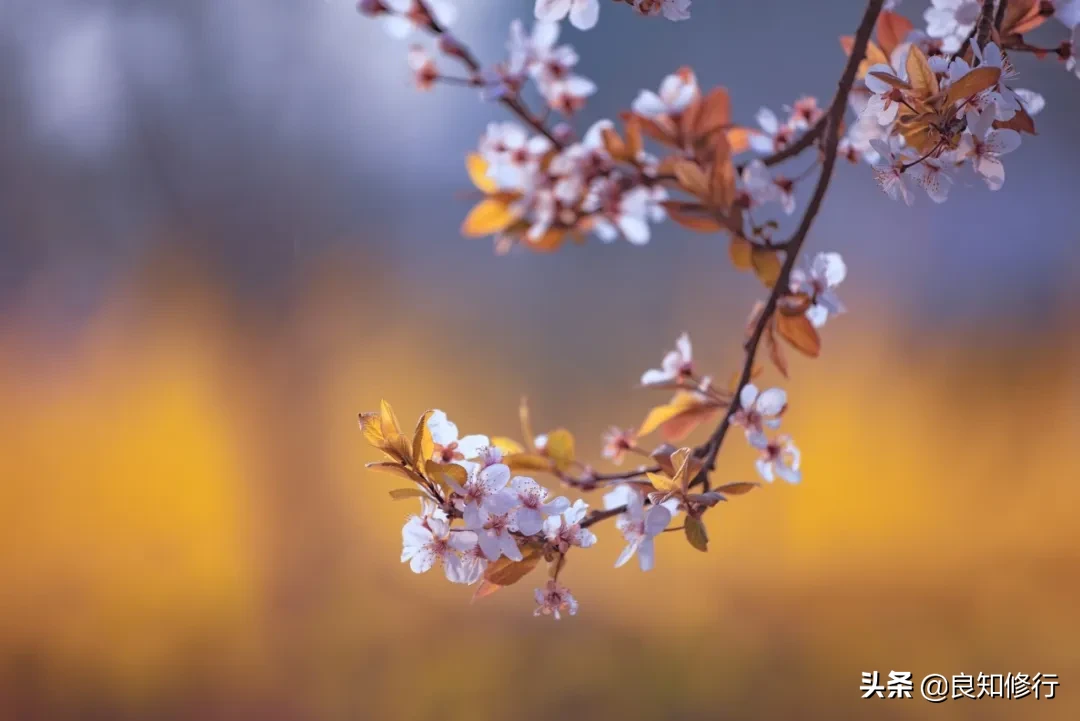 樱花经典诗句（古人写樱花的古诗）