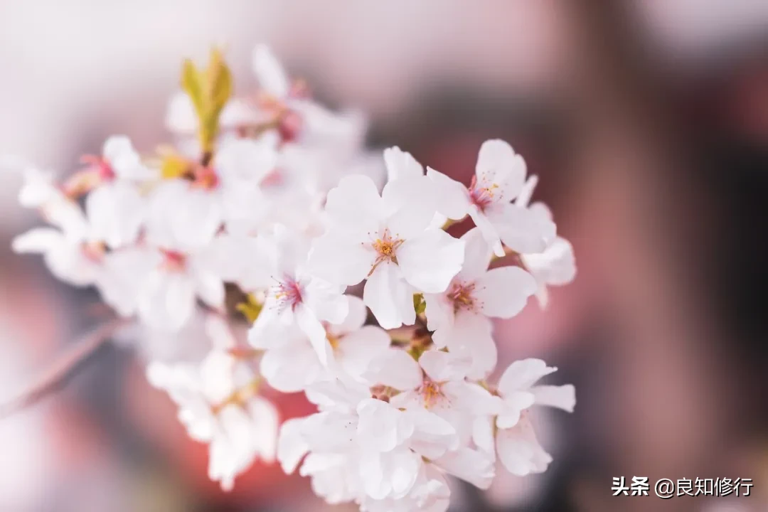 樱花经典诗句（古人写樱花的古诗）