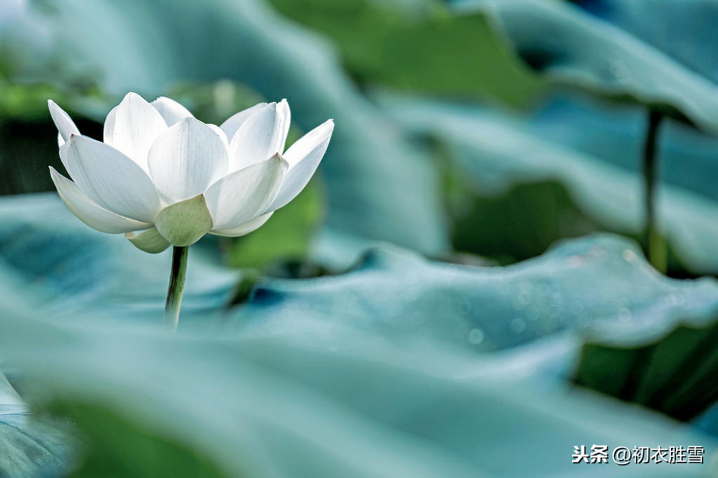 佛家赞美莲花的诗句（莲花最有禅意的句子）