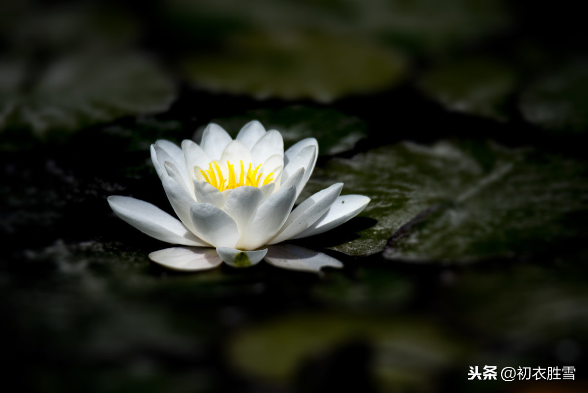 佛家赞美莲花的诗句（莲花最有禅意的句子）