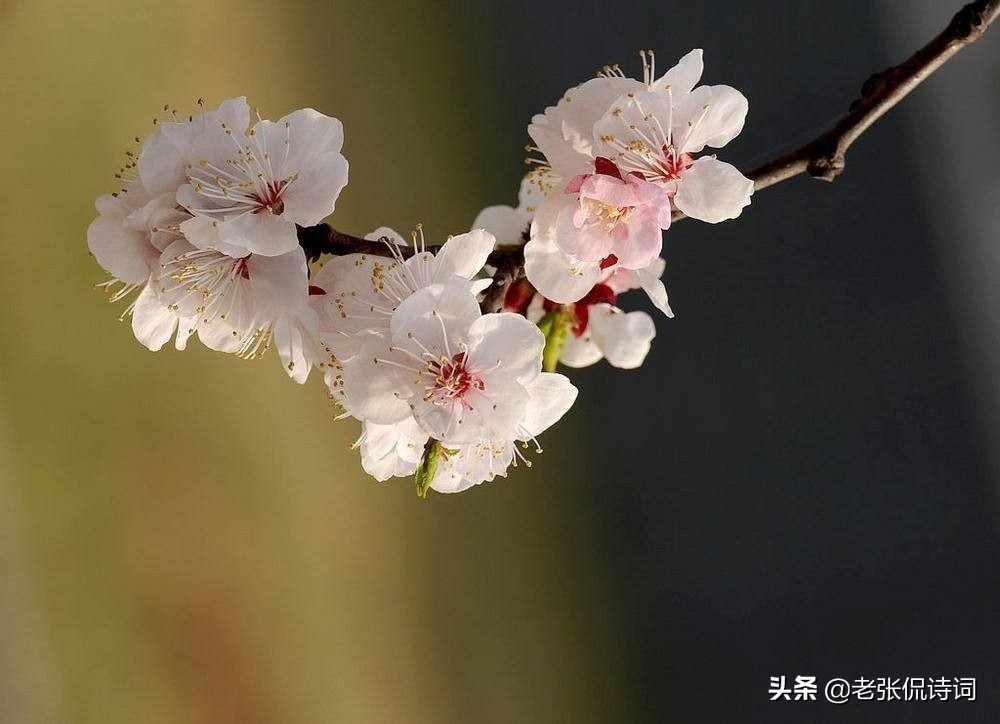 形容一个人孤芳自赏的诗句（描写孤芳自赏的优美句子）