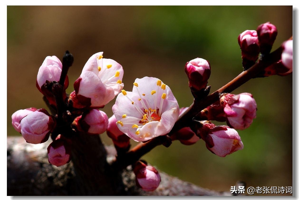 形容一个人孤芳自赏的诗句（描写孤芳自赏的优美句子）