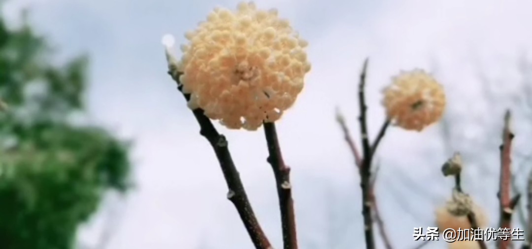 什么叫诗歌的节奏（现代诗歌节奏划分技巧）