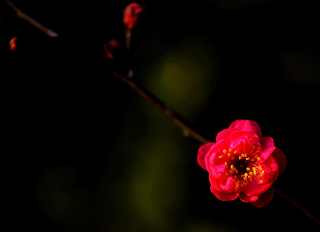 关于梅花的诗句有哪些（赞美梅花的千古名诗）