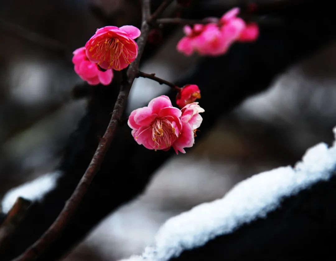 关于梅花的诗句有哪些（赞美梅花的千古名诗）
