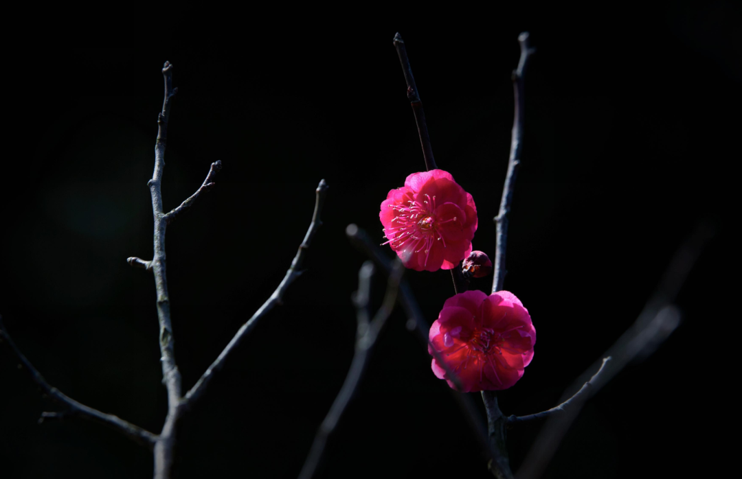 关于梅花的诗句有哪些（赞美梅花的千古名诗）