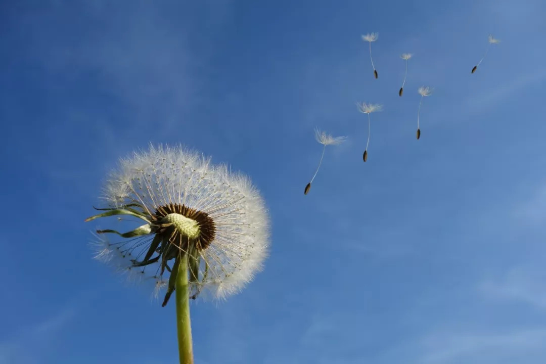 经典悼词诗句有哪些（十首经典悼亡诗词）