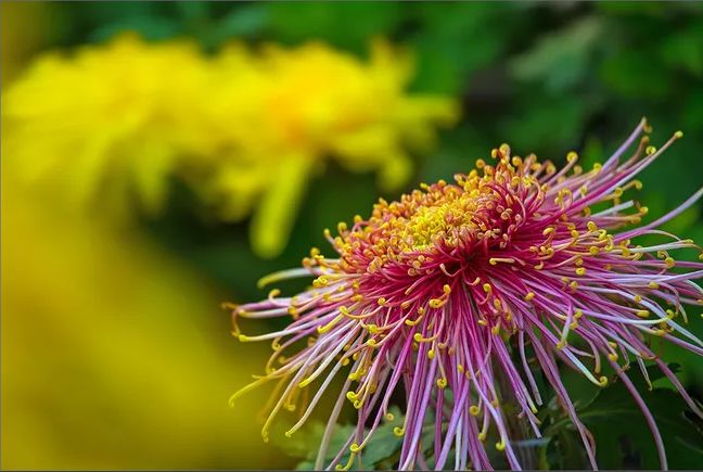 元稹菊花的古诗及赏析（菊花元稹偏爱菊的原因）