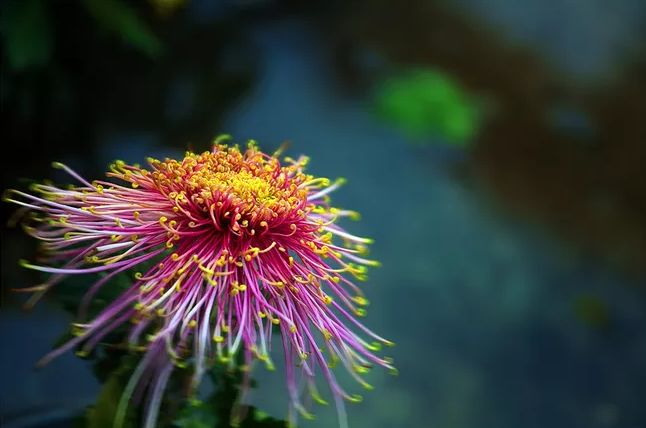 元稹菊花的古诗及赏析（菊花元稹偏爱菊的原因）