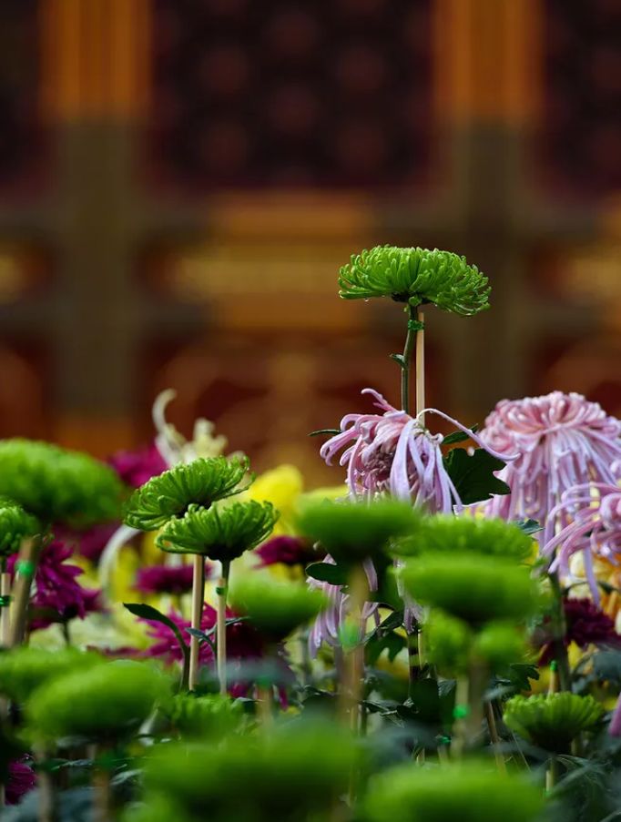 元稹菊花的古诗及赏析（菊花元稹偏爱菊的原因）