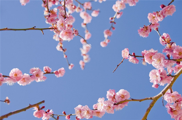 梅花诗句最出名诗句（赞美梅花的千古名诗）