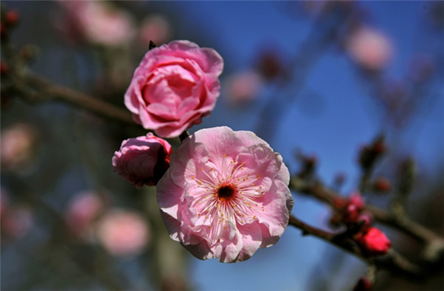 梅花诗句最出名诗句（赞美梅花的千古名诗）