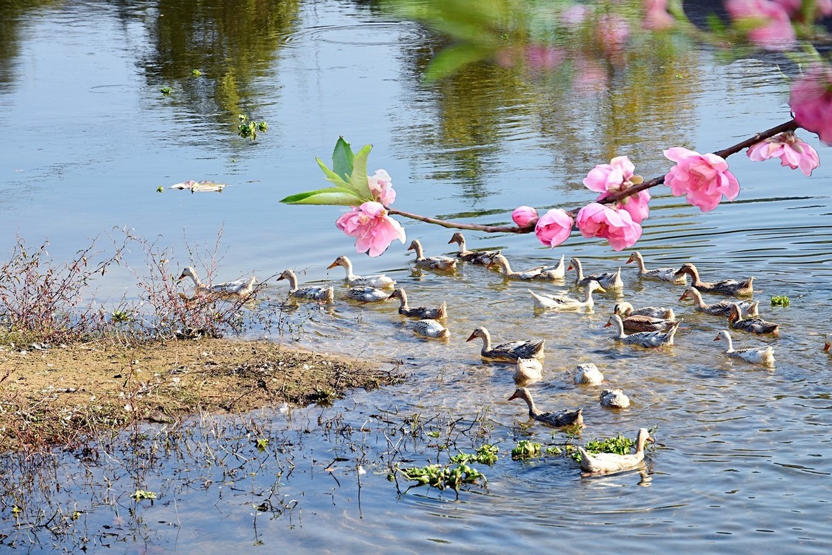 关于春的诗句飞花令（100句最美春天古诗词）