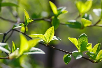 关于春的诗句飞花令（100句最美春天古诗词）