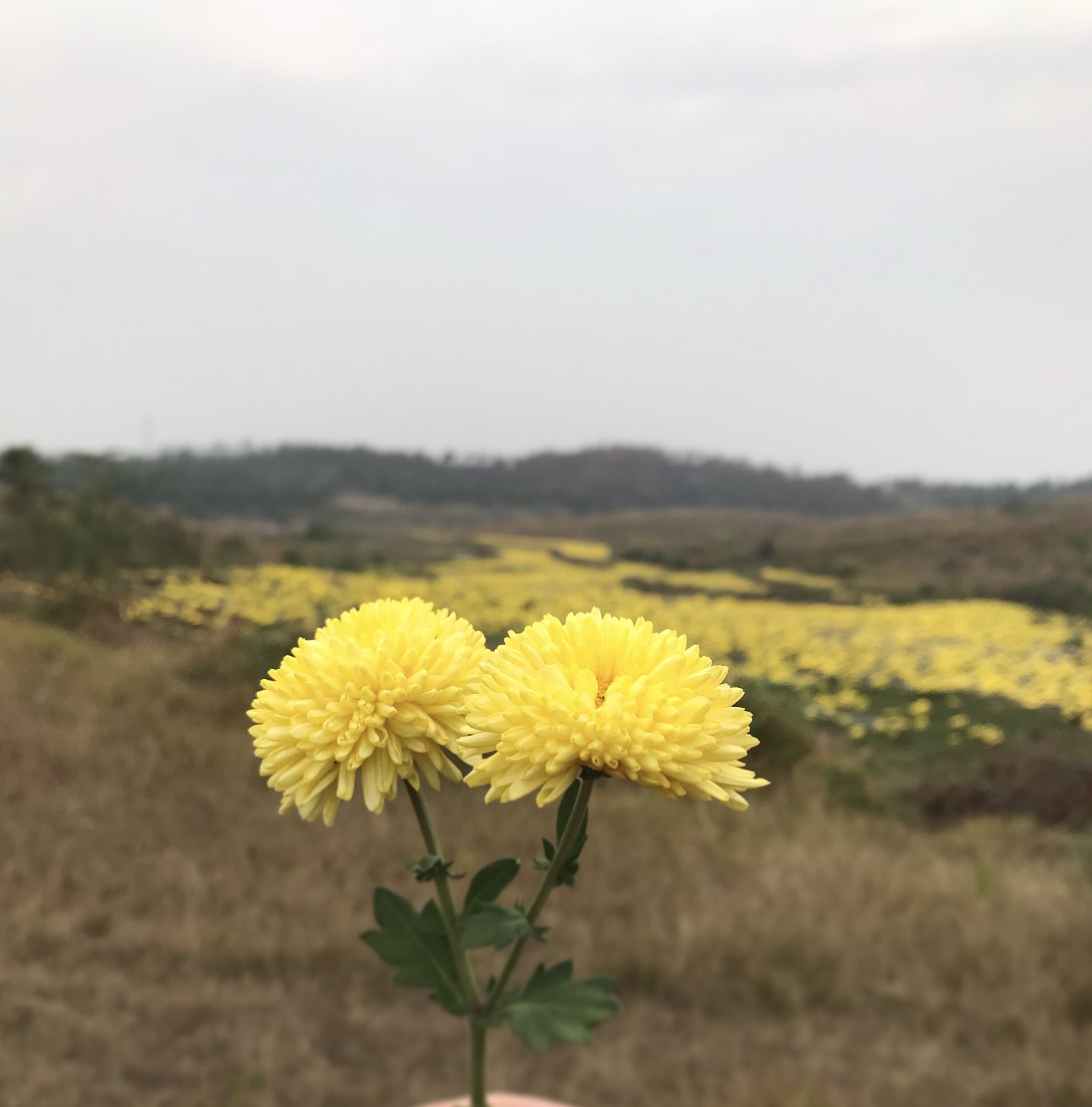 写菊花的诗句都有什么（描写赞美菊花的诗句）