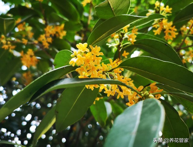 赞美桂花香的诗句古诗（古人赞美桂花的诗句）