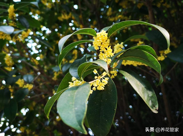 赞美桂花香的诗句古诗（古人赞美桂花的诗句）