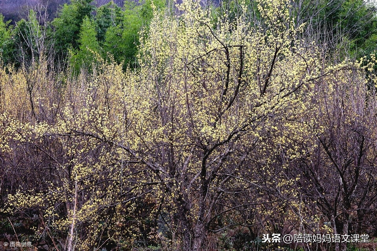 九日忆山东兄弟的古诗意思（九月九日忆山东兄弟译文赏析）