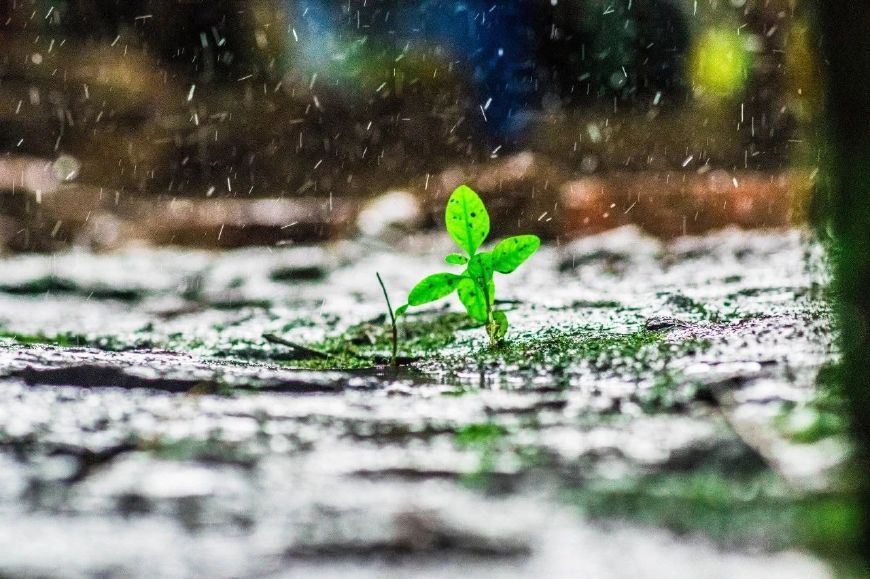 有关雨的诗句及情感（下雨天的撩人情话）