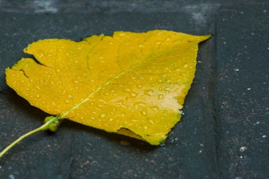 有关雨的诗句及情感（下雨天的撩人情话）