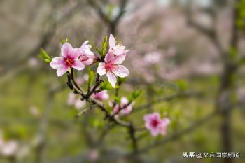 桃红复含宿雨下一句（桃红复含宿雨全诗意思）