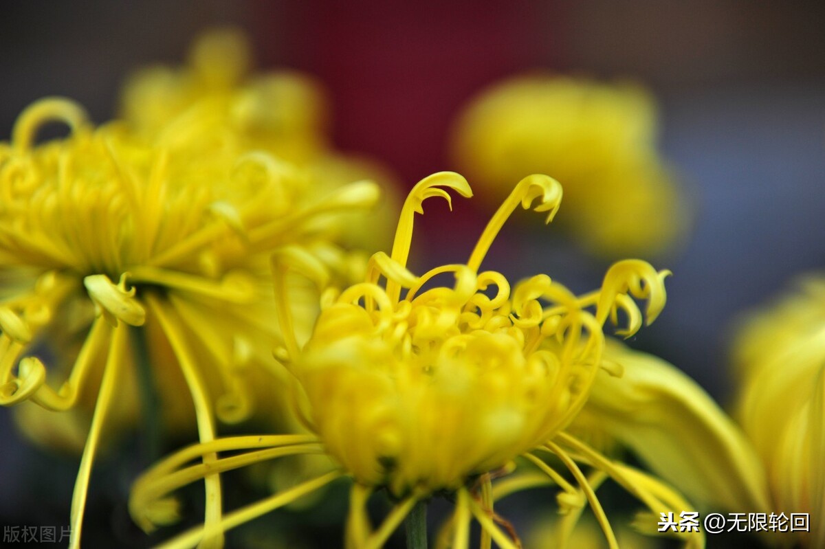 描写菊花的诗词有哪些（赞美菊花的10首优美古诗）