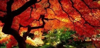 描写秋天的诗有哪些（赞美秋景之美的30首古诗词）