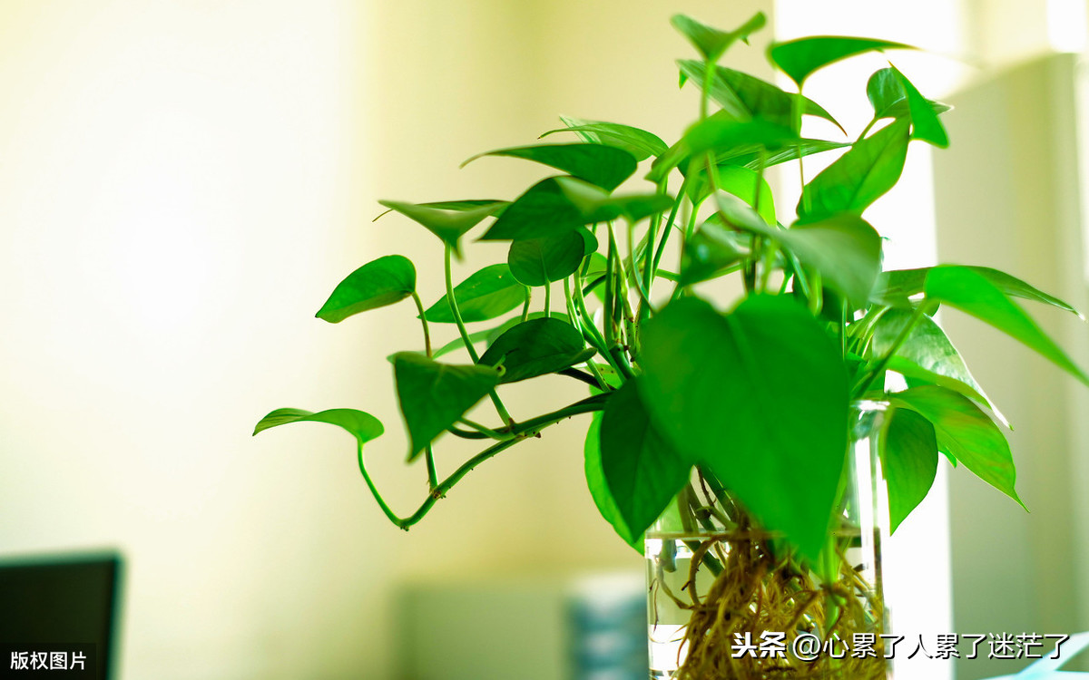 人生酸甜苦辣的感悟短句（尝尽人生百味经典句子）