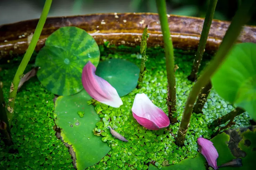 朋友圈一地落花的唯美句子（含有落花的诗句古诗）