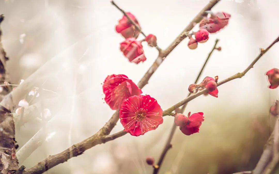 有关梅花的诗句有哪些（赞美梅花的10首经典诗词）