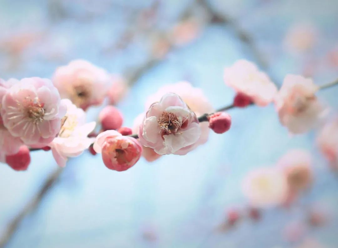 有关梅花的诗句有哪些（赞美梅花的10首经典诗词）