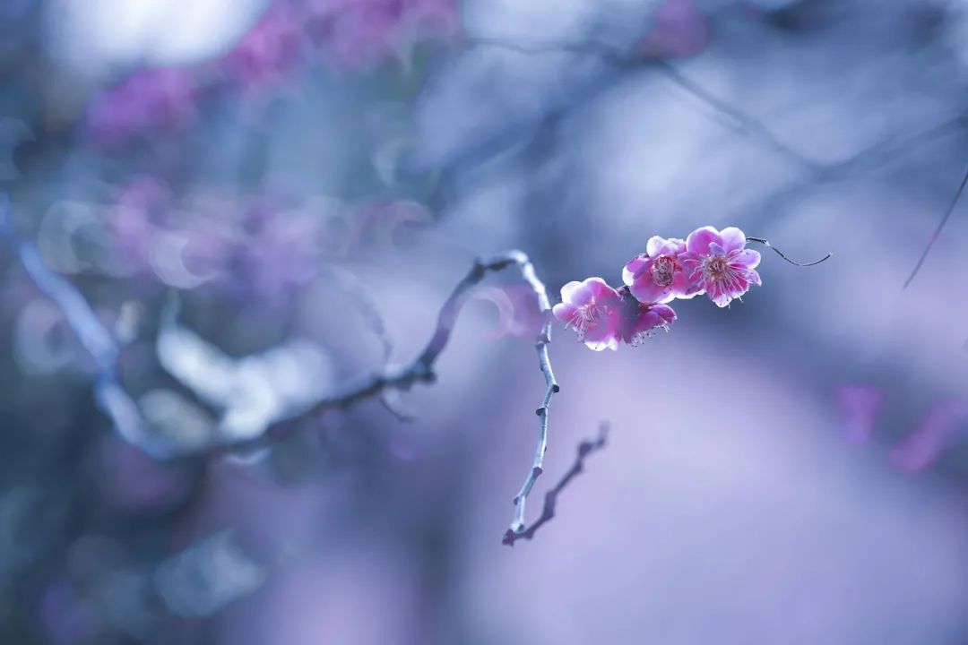 有关梅花的诗句有哪些（赞美梅花的10首经典诗词）