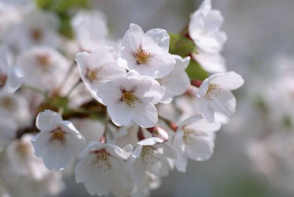 赞美鲜花的优美句子摘抄（鲜花与人的优美句子）