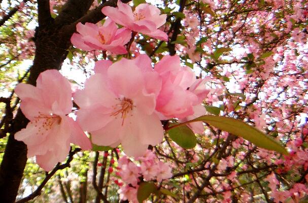 赞美鲜花的优美句子摘抄（鲜花与人的优美句子）