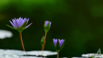 性格决定命运人生感悟（关于性格的经典语录）