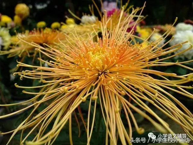 描写菊花的优美句子（菊花好句摘抄大全）