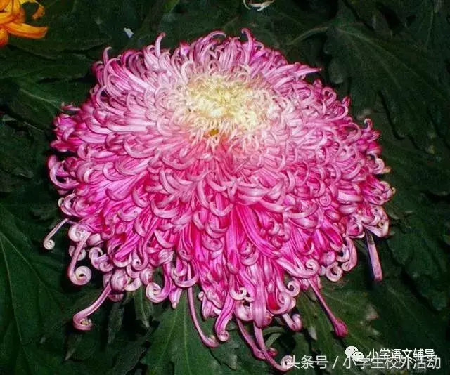 描写菊花的优美句子（菊花好句摘抄大全）