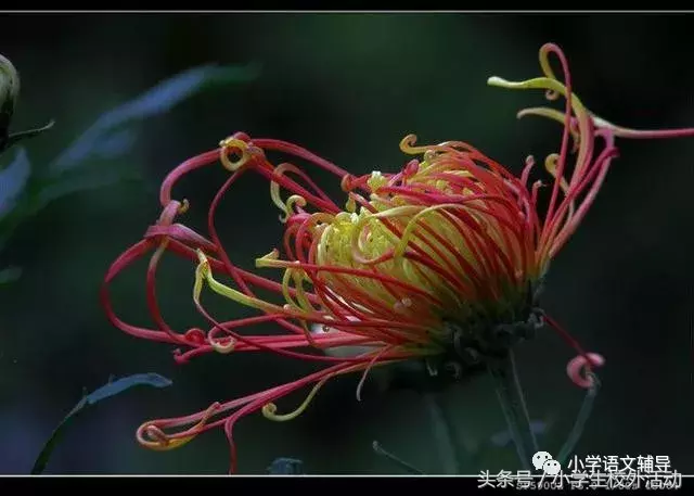 描写菊花的优美句子（菊花好句摘抄大全）