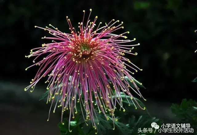 描写菊花的优美句子（菊花好句摘抄大全）