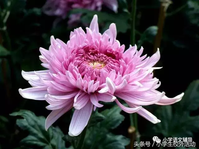 描写菊花的优美句子（菊花好句摘抄大全）