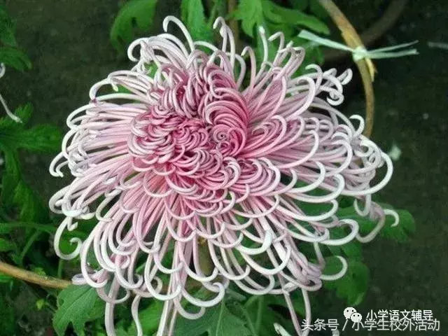 描写菊花的优美句子（菊花好句摘抄大全）